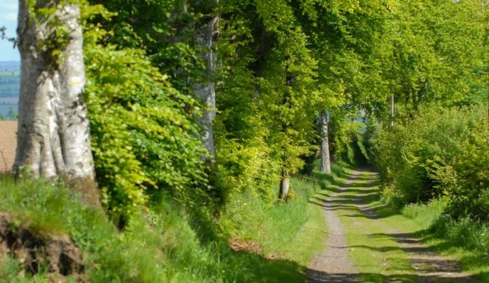 bocage